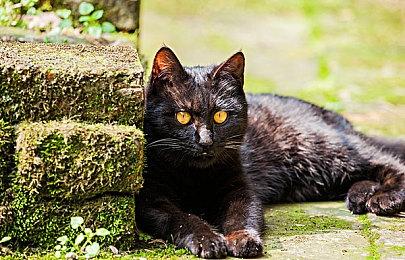 生存恐怖续作《瘟疫3》面向PS5＆XS＆PC公布